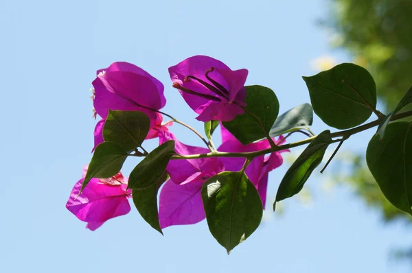 Fleurs de bougainvilliers pourpres — Photo