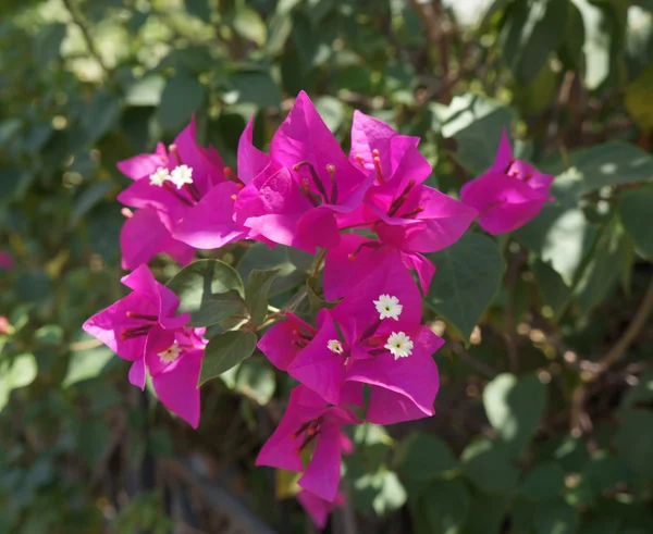 Mor Begonvil çiçeği