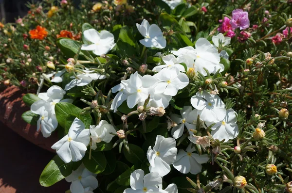 Vinca alba blossom — Stock Photo, Image
