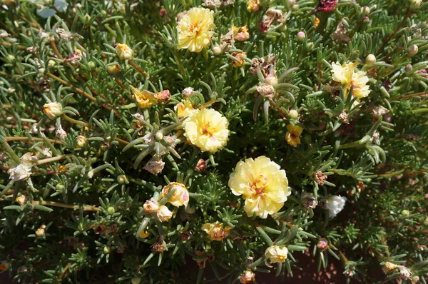 Gul tusensköna blossom — Stockfoto