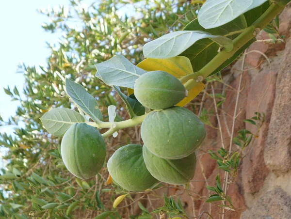 Calotropis procera — 图库照片