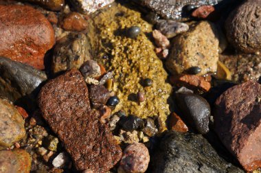 Islak taşlar ve salyangoz