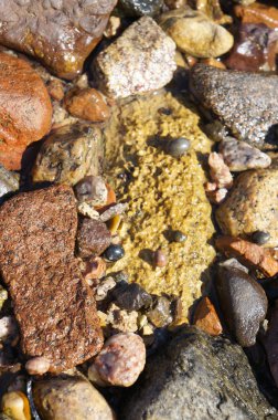 Islak taşlar ve salyangoz