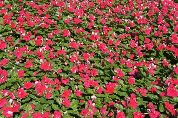 Fiore di roseto di Vinca — Foto Stock