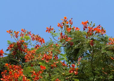 Delonix regia çiçeği