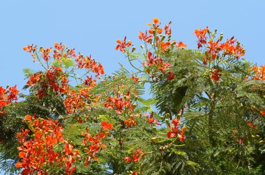 Delonix regia çiçeği