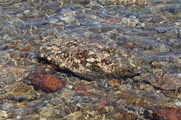 Klart havsvatten, stenar och krabba — Stockfoto