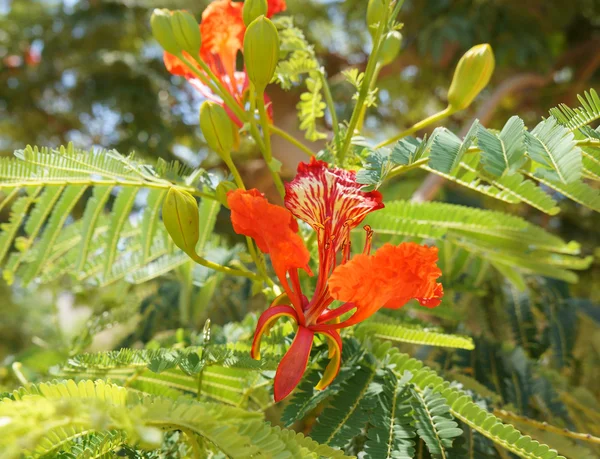 Flor de Delonix regia — Fotografia de Stock