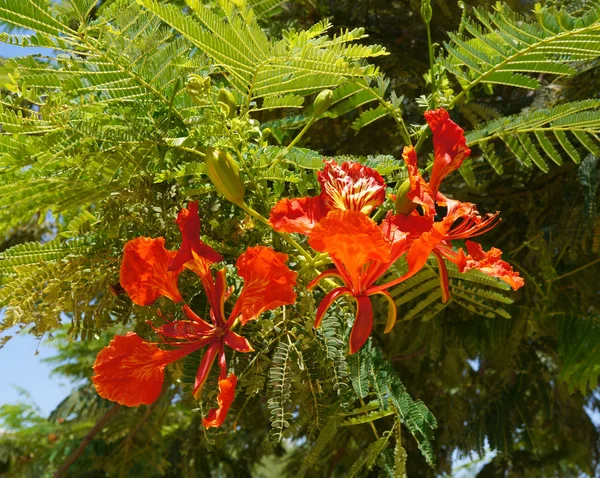 Delonix regia çiçeği