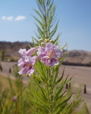 Çöl söğüt (Chilopsis linearis) çiçeği