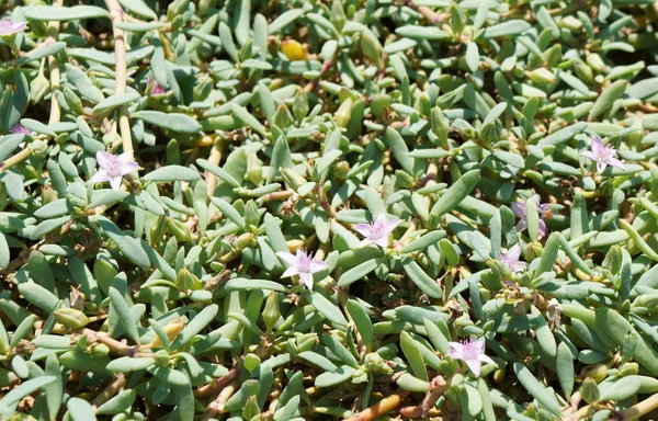 Lila Wüstenblumen — Stockfoto