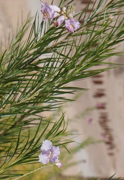 Wüstenweiden (chilopsis linearis) blühen — Stockfoto