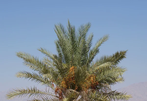 Rijp datums op de palmboom — Stockfoto