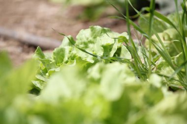 Bahçedeki marul - Lechuga en huerta