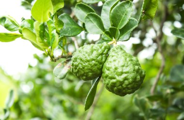 Bergamote sur arbre