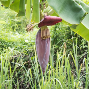 muz muz çiçeği ile