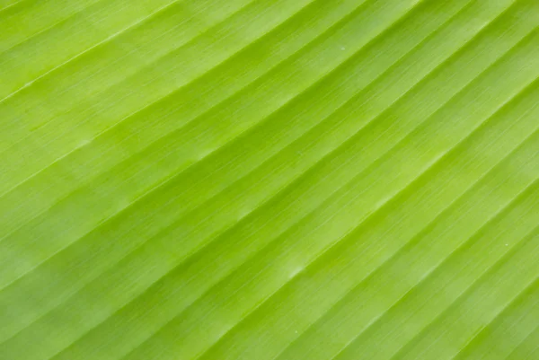 Banana leaf bakgrund med linjer — Stockfoto