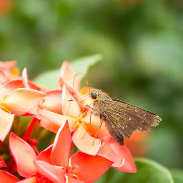 Les papillons se nourrissent de fleurs . — Photo