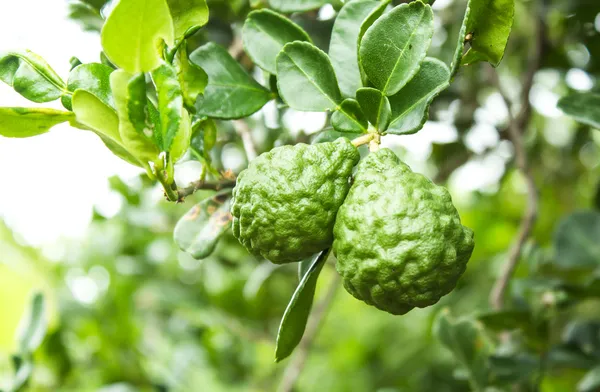 Bergamota en el árbol —  Fotos de Stock