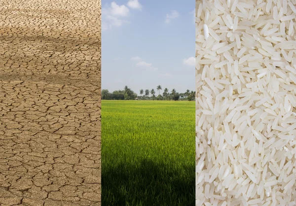 Establecer campos de arroz en la aridez — Foto de Stock