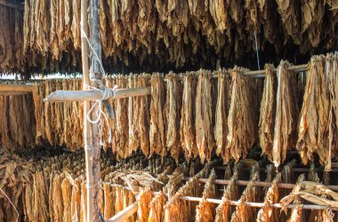 Tütün yaprakları kulübede kuruyor..