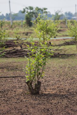 hünnap veya maymun elma bahçeleri 