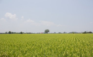 Tayland 'daki güzel pirinç tarlaları..