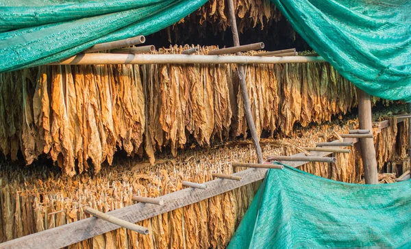 Hojas de tabaco secándose en el cobertizo . — Foto de Stock