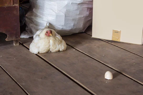 Galinha senta-se na sala de estoque — Fotografia de Stock