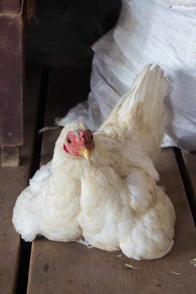 Hen sits on the stock room — Stock Photo, Image
