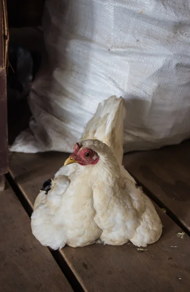 Gallina se sienta en el almacén — Foto de Stock