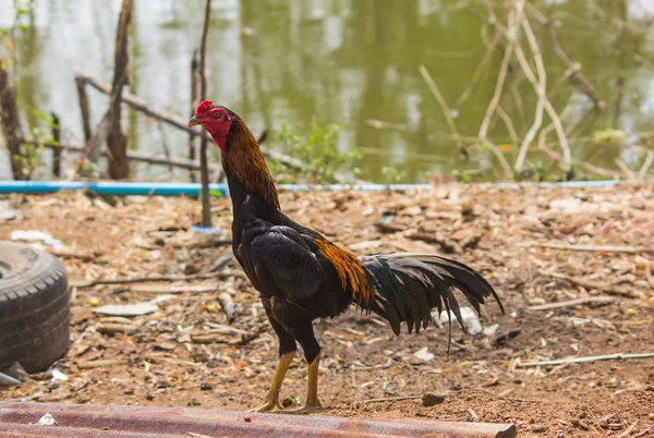 பெருமைமிக்க கோழி — ஸ்டாக் புகைப்படம்