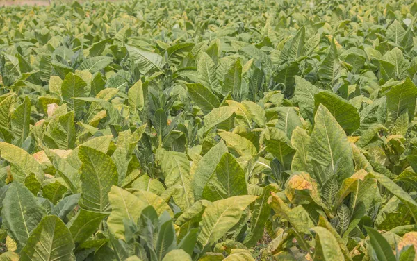 Plantas de tabaco de granja están floreciendo . — Foto de Stock