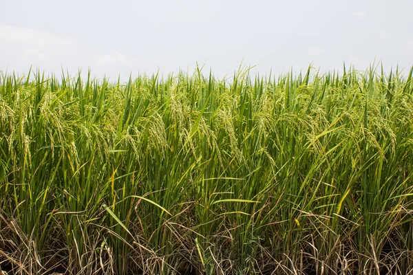 El hermoso paisaje de campos de arroz en Tailandia. — Foto de Stock