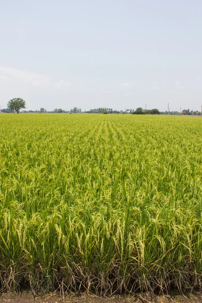 Det vackra landskapet av risfält i Thailand. — Stockfoto