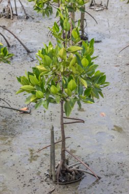 Rhizophora apiculata. 