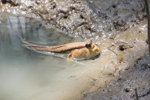 Mudskipper 아시아 태국 — 스톡 사진