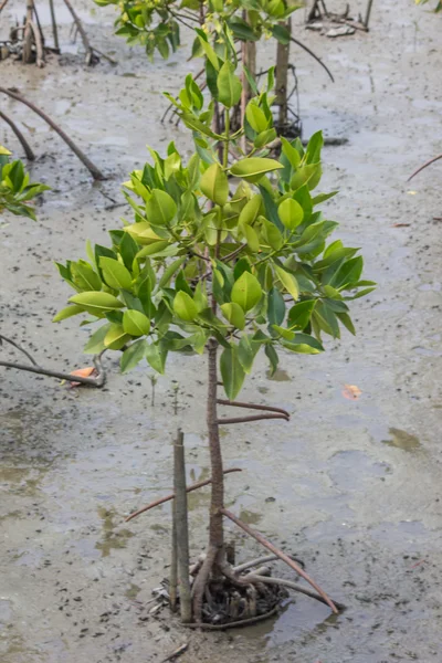 Rhizophora apiculata. — 스톡 사진