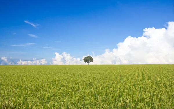 Rice, tree and blue sky — стоковое фото