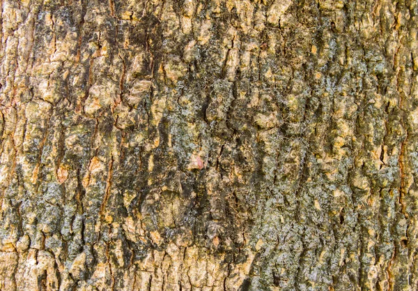 Textura de casca de árvore de tamarind — Fotografia de Stock