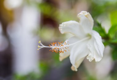 Beyaz hibiscus çiçek 