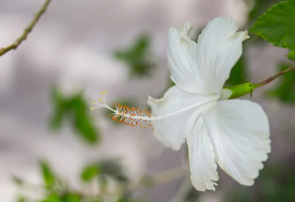 Flor de hibisco blanco — Foto de Stock