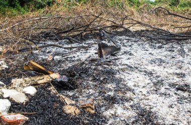 tropikal ormanı yakarak yok