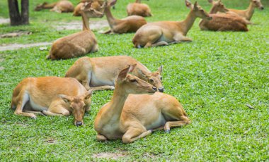 Hayvanat bahçesindeki geyik