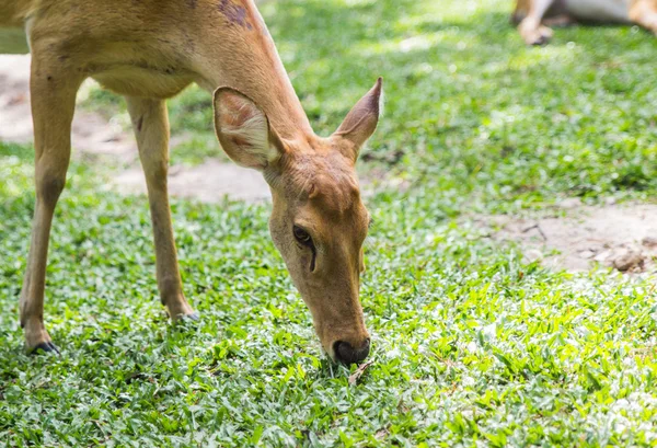 Giovane sika cervo mangiare erba — Foto Stock