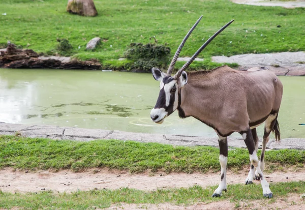 Cabra en el zoológico — Foto de Stock