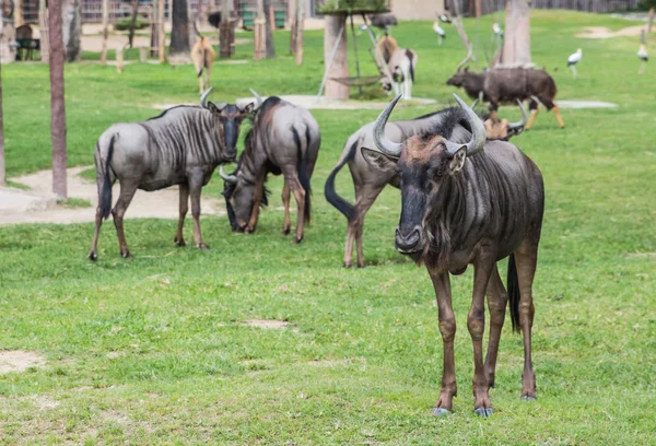 Vaca en el zoológico — Foto de Stock