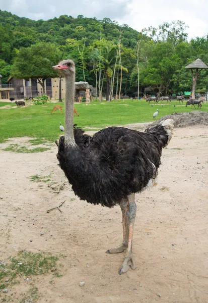 Avestruz en el zoológico. — Foto de Stock