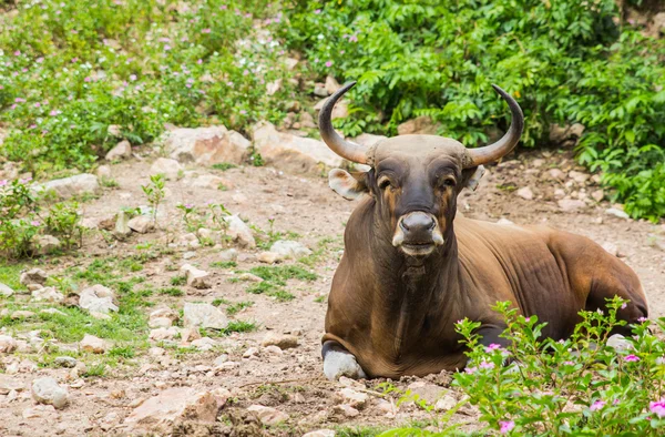 Toro allo zoo — Foto Stock