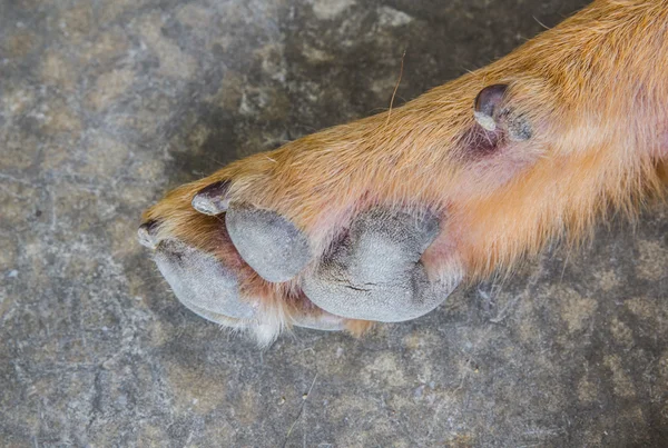 Una pata de perro con almohadillas en una alfombra ligera, imagen ligeramente —  Fotos de Stock